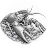 Crayfish